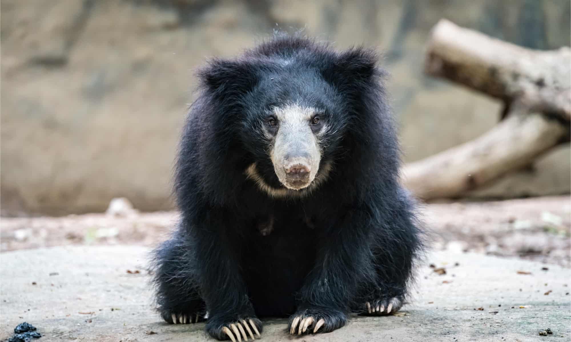 Why Do Sloth Bears Have Such Gigantic Claws? AZ Animals