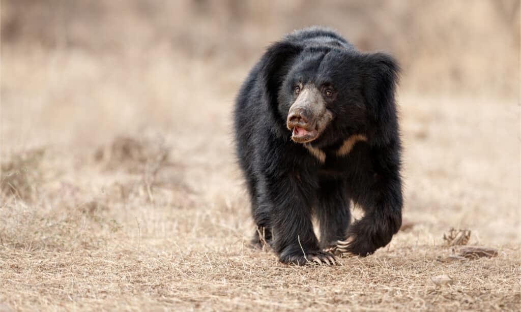 albino sloth bear