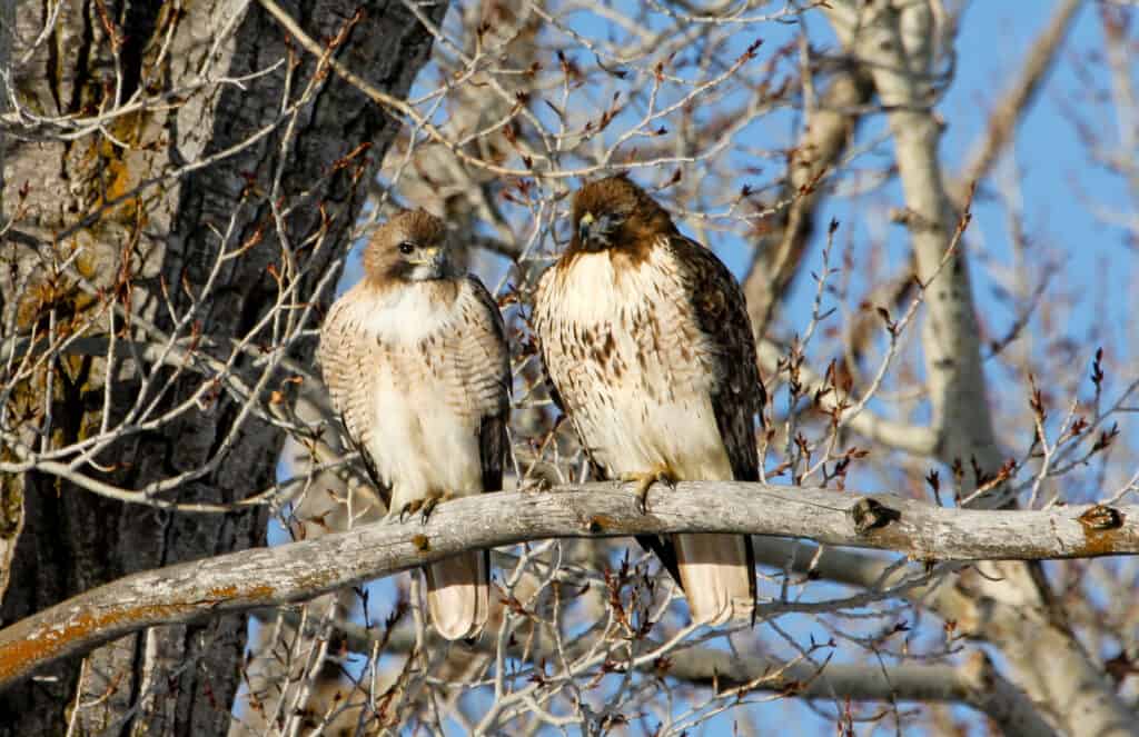 Red-tailed hawk pair perched on a tree branch