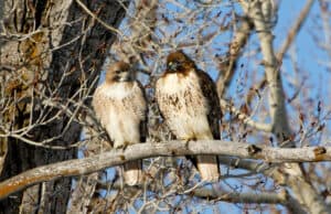 Hawk Mating Season: When Do They Breed? Picture