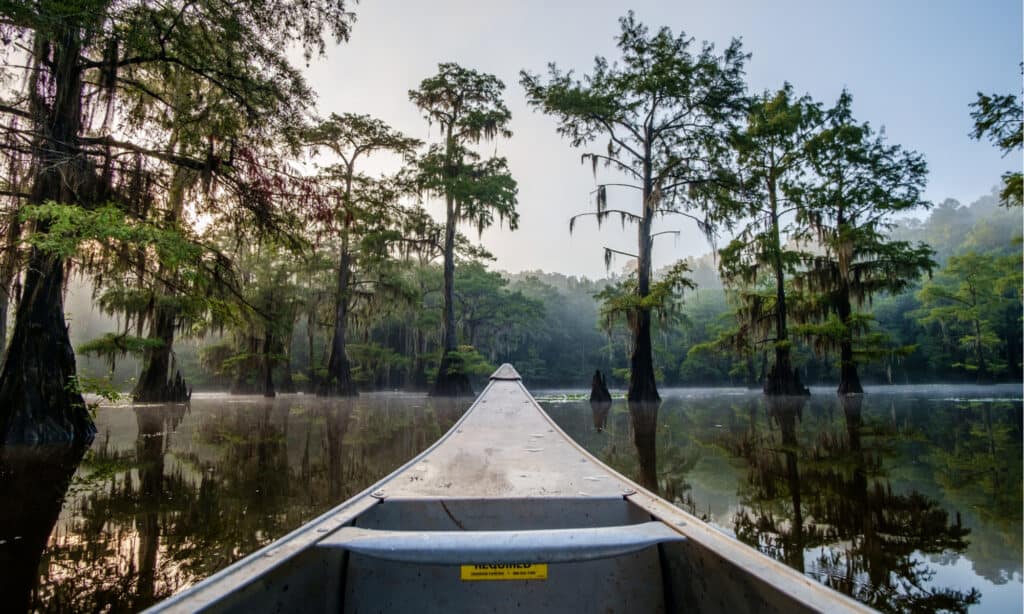 Caddo Lake Texas