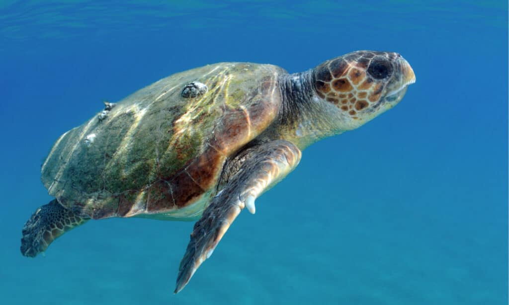 Loggerhead turtles can grow 35 to 41 inch shells