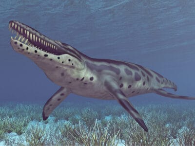 A Kronosaurus vs Mosasaurus: Who Would Win in a Fight?