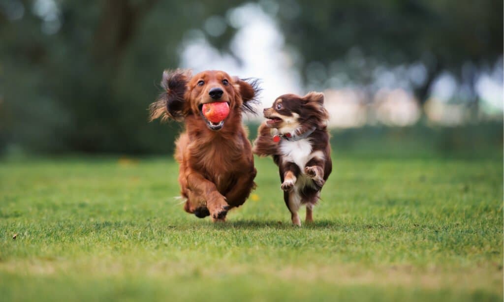 Two Small Dogs running on green grass. The rust colored dog on the right has a red ball in its mouth, looking straight ahead.  The little try-colored (brown/tan/white)put on the is looking at the ball, Both dogs' ears are flying behind them. 