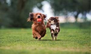 8 Best Dog Parks In Louisville Picture
