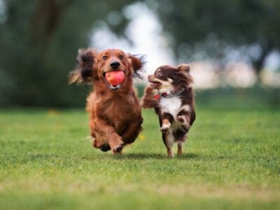 A The 7 Best Dog Parks in Winston-Salem