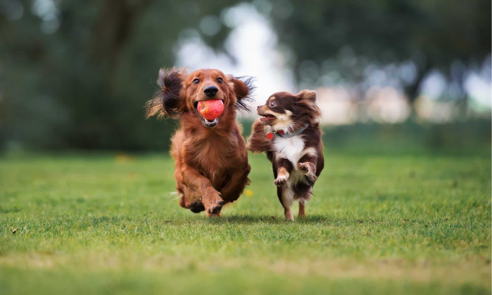 Dog Park Series - Two Small Dogs