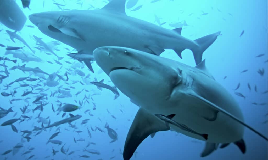 Bull Sharks Underwater