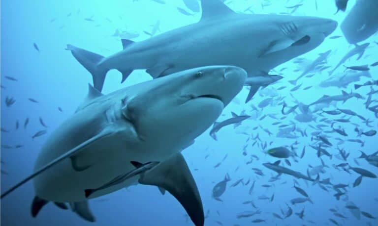 Bull Sharks Underwater