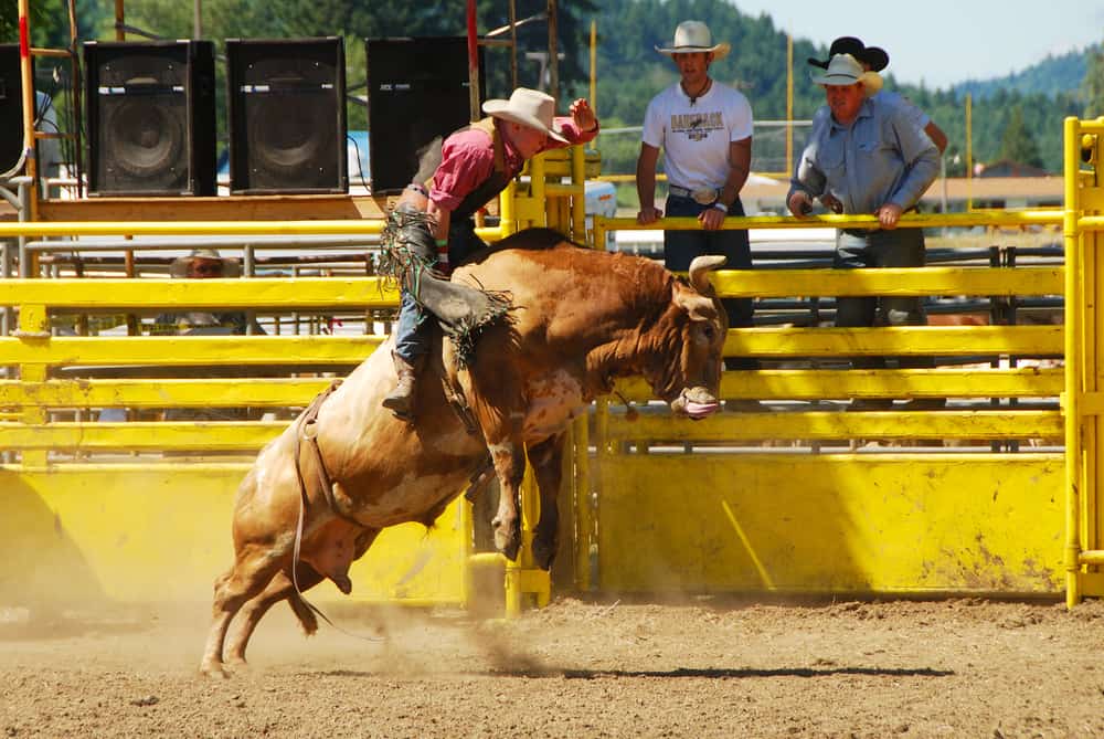 A cowboy wearing a red shirt, denimmjeans and a light colored cowboy hat riding a light brown bucking bull in a ring at a rodeo. There is a bright yellow fence behind them, against which tow other cowboys are seem leaning. Background of green vegetation and sky.