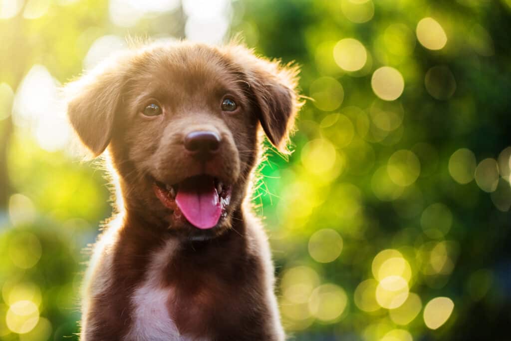 Labrador puppy smiling