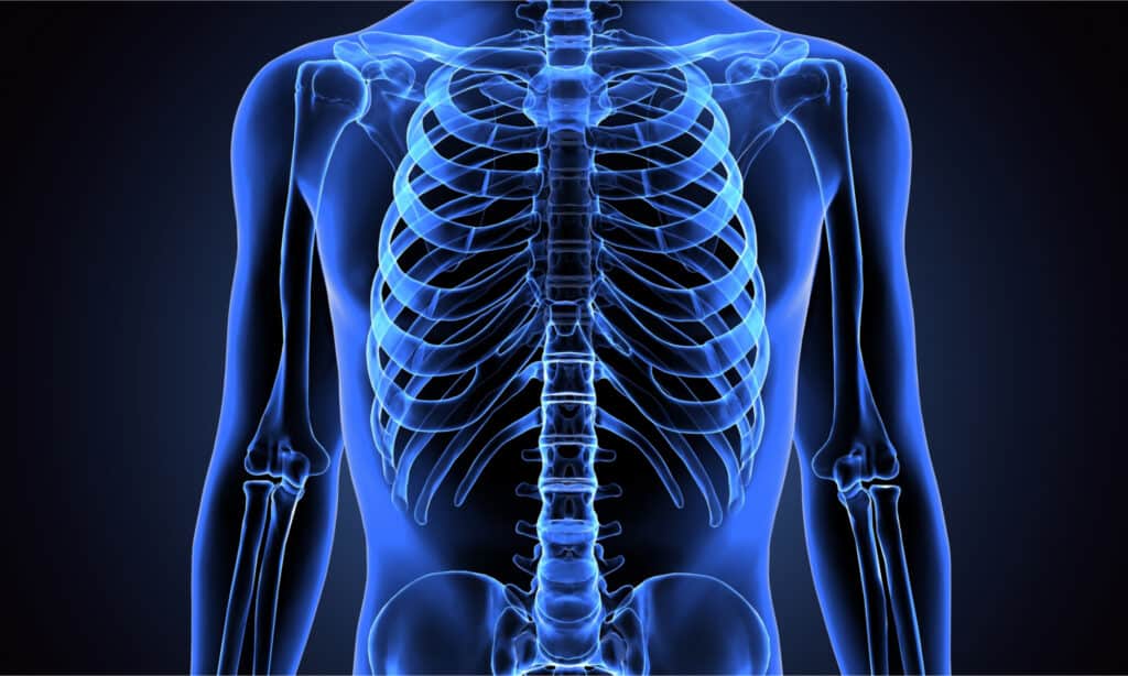 skeletal system organs