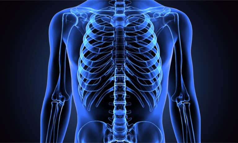 Human anatomy