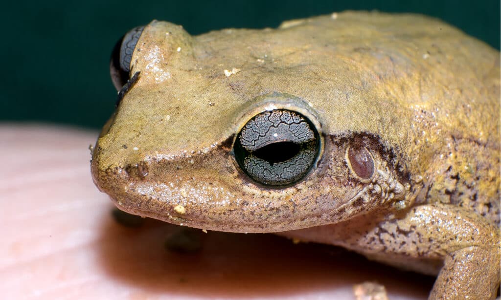 Coqui frogs are common in Puerto Rico