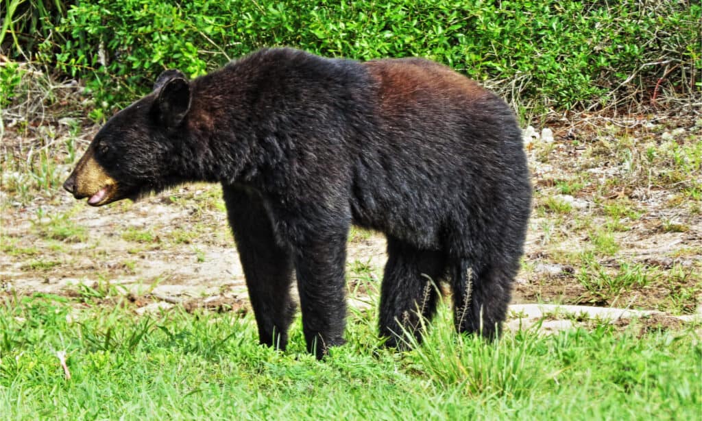 are-there-bears-in-florida-wiki-point