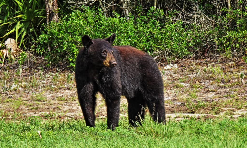 Florida black bear