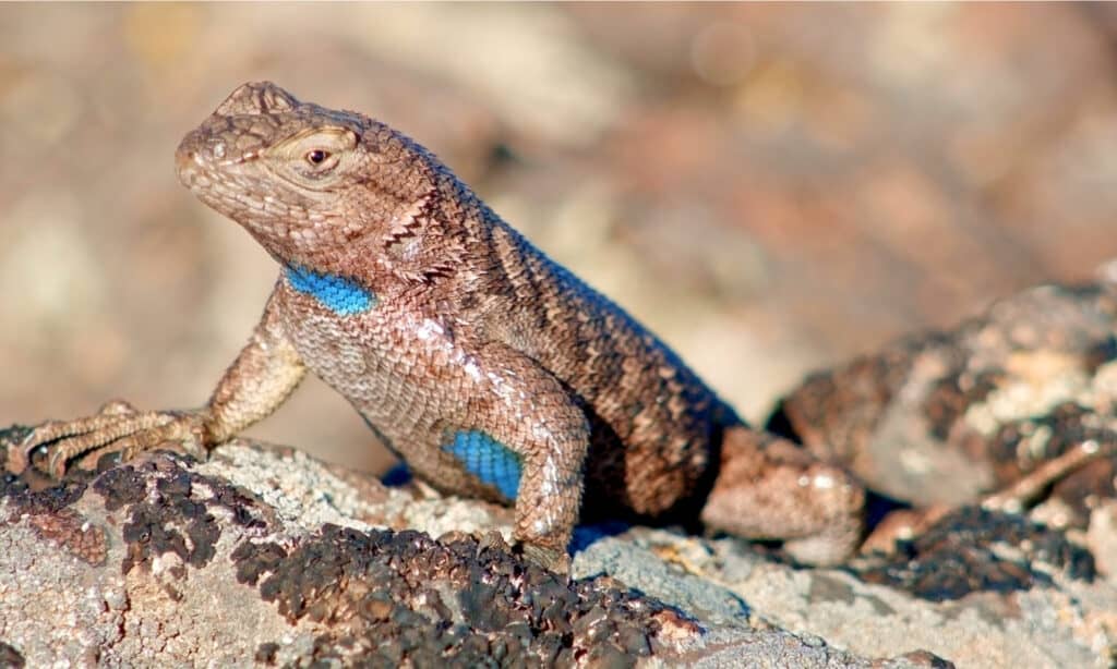 sagebrush lizard