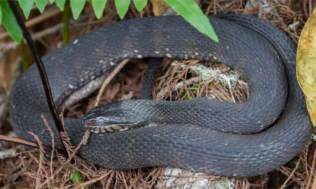 Southern water snakes appear black