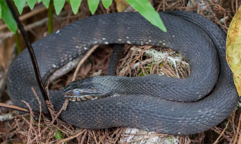 8 Black Snakes in Texas: One is Venomous! - A-Z Animals