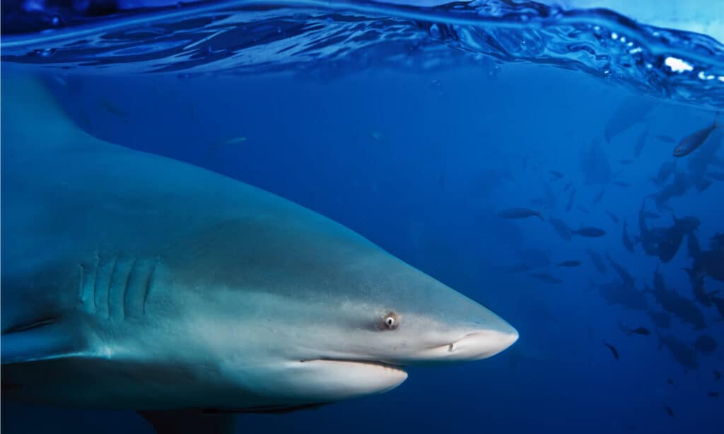 Bull Shark Underwater