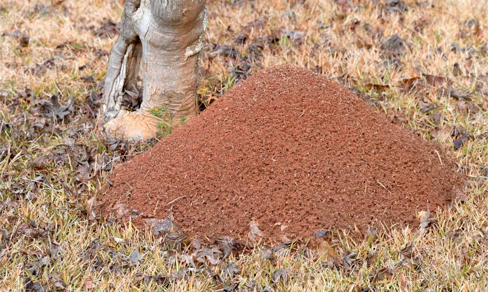 Fire Ant Mound vs Regular Ant Mound What are the Differences? AZ