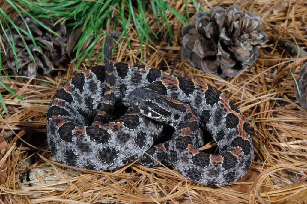 Dusky,Pigmy,Rattlesnake,,(sisturus,Miliarius,Barbouri),,Florida