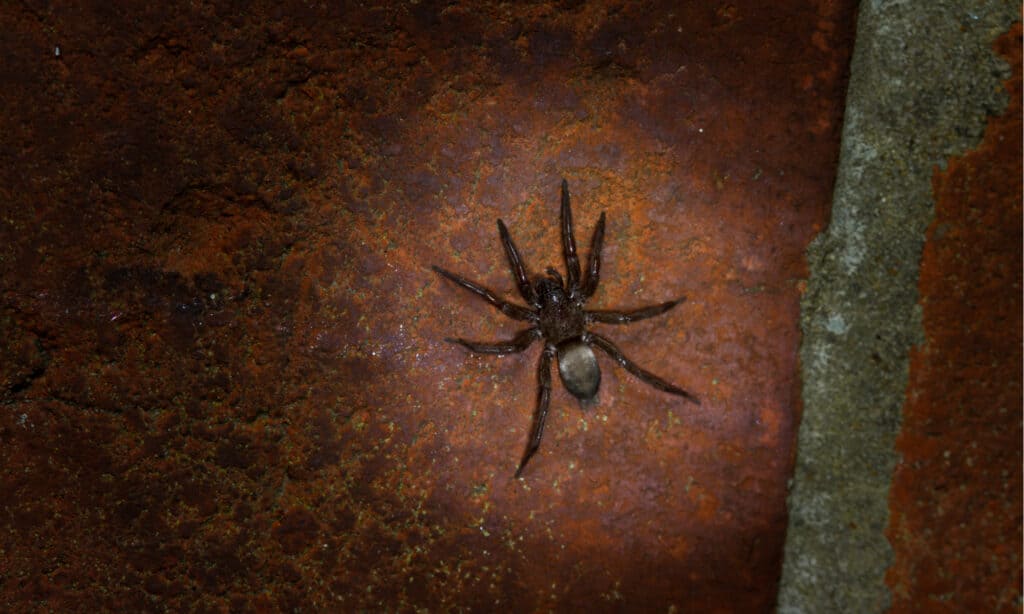 Mouse Spider (Scotophaeus blackwalli)