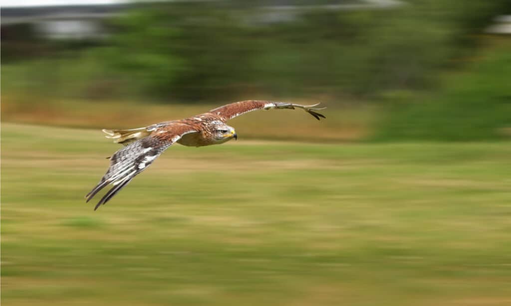 Broad-winged Hawk