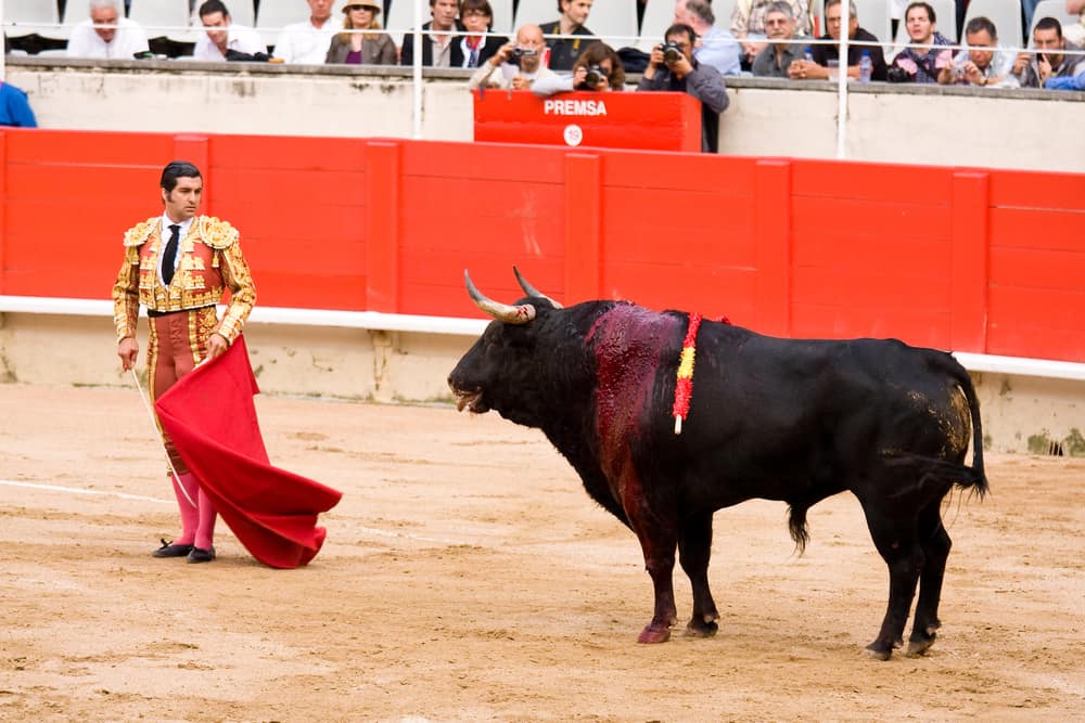 bullfight