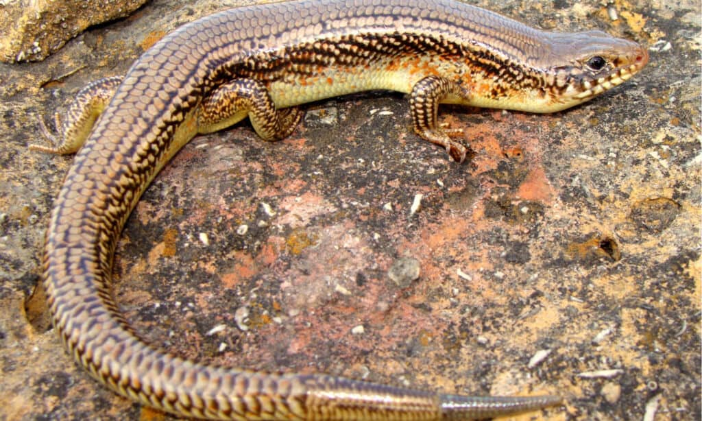 Great Plains Skink