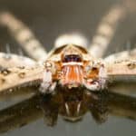 Pantropical huntsman spider