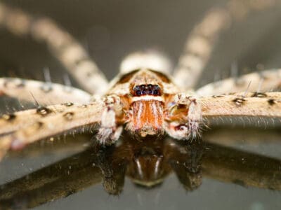 Cane Spider Picture
