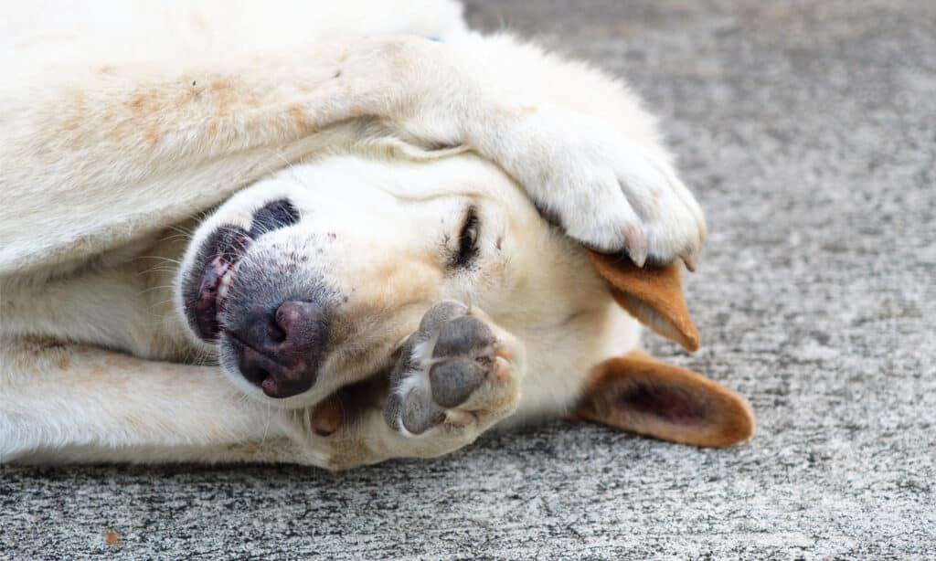 The cream-colored dog covers its face with its paws.