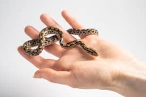 7 Pet Snakes That Stay Small Picture