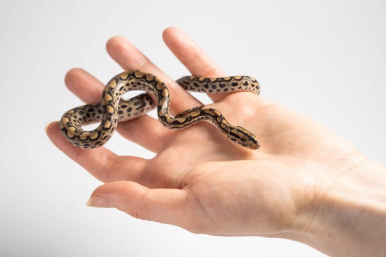 small snake in hand