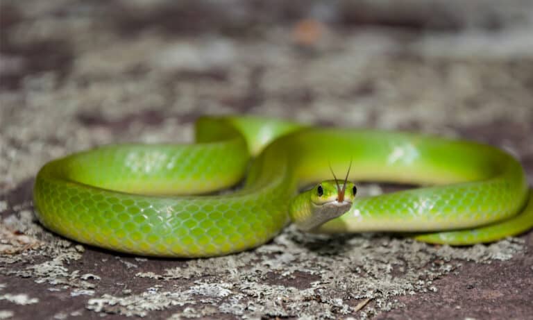 A smooth green snake in the wild