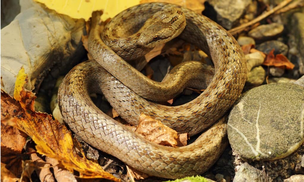 Serpent lisse sur le sol de la forêt d'automne ( Coronella austriaca )