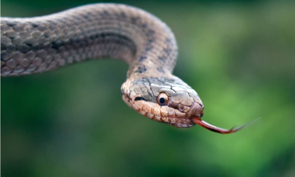 A smooth snake with its head raised flicking its tongue