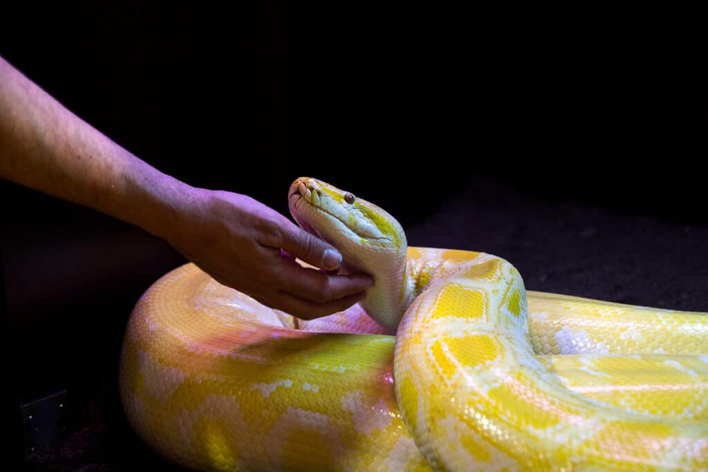 snake being pet