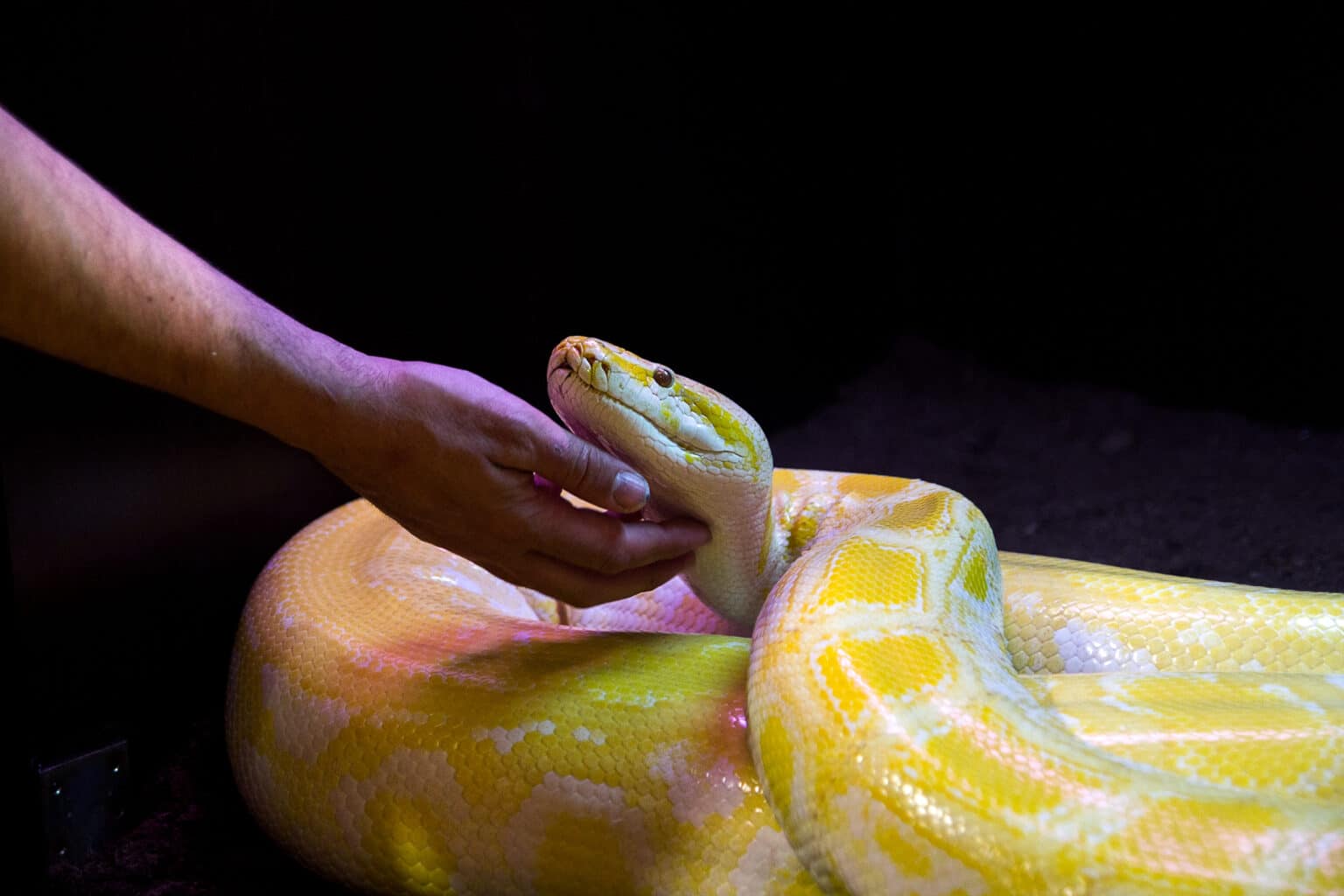 Do Snakes Make Good Pets, Actually? - A-Z Animals