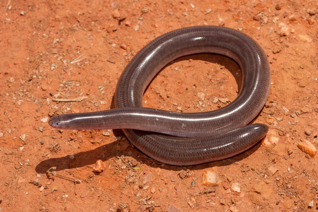 bimini blind snake