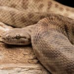 This python eats rodents, lizards, geckos, and bats.