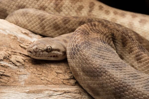 This python eats rodents, lizards, geckos, and bats.