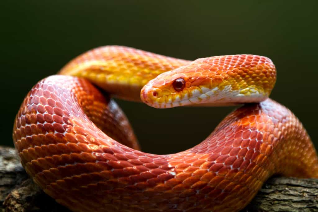 8 Small and Easy Pet Snakes for Beginners - PetHelpful