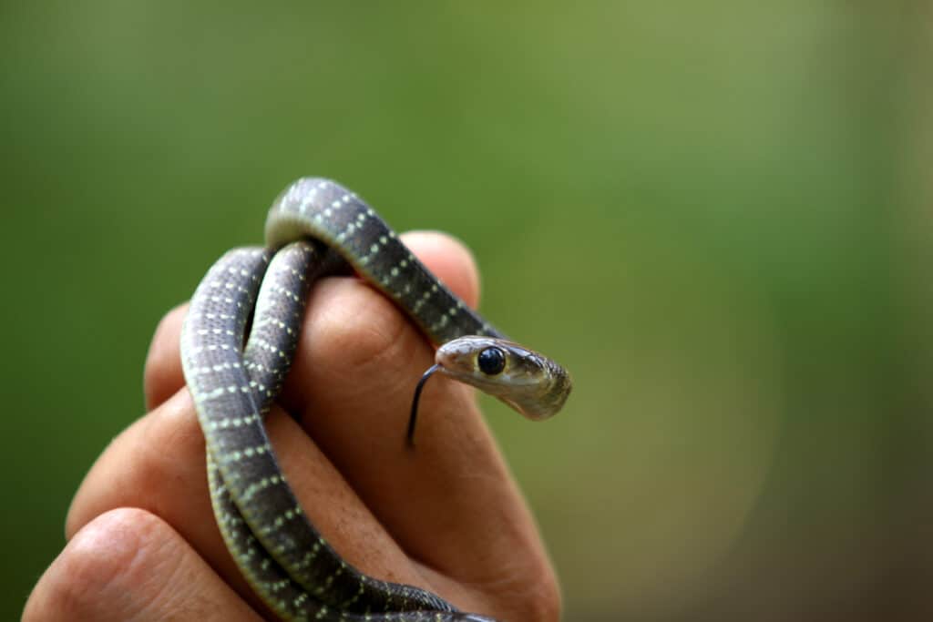 snake in hand