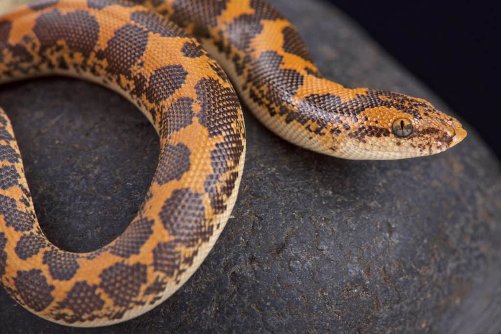 Do Snakes Make Good Companions?