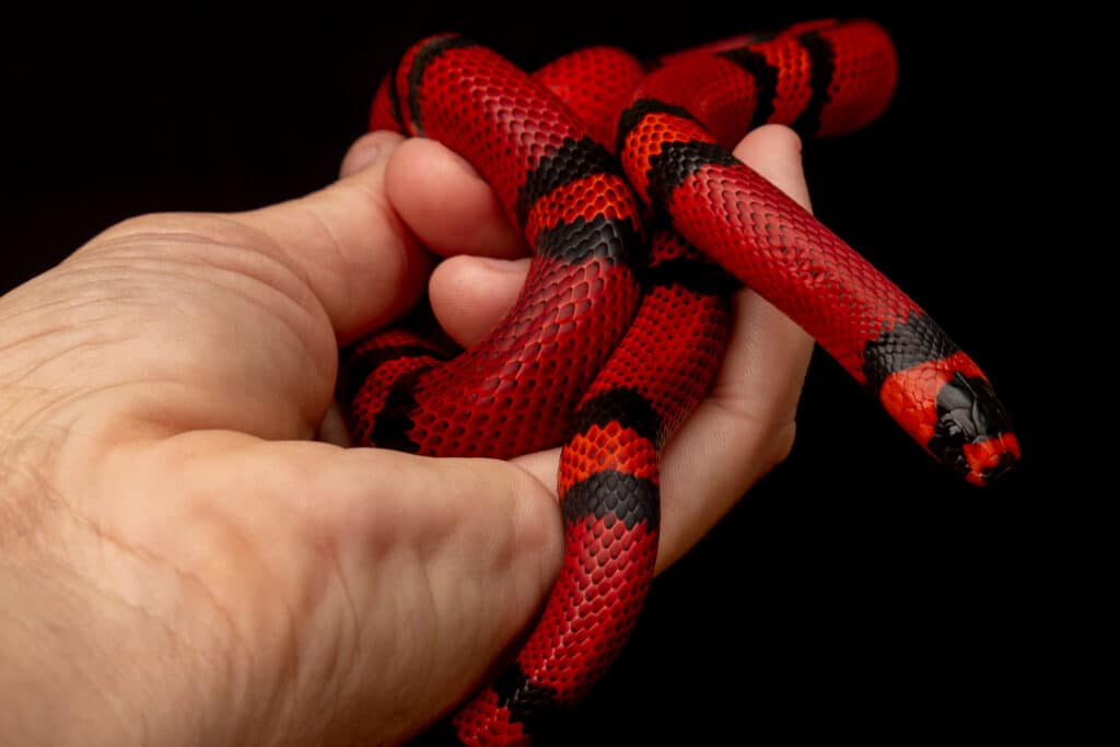 milk snake being held