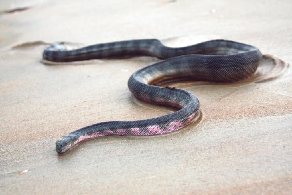 snake moving on sand