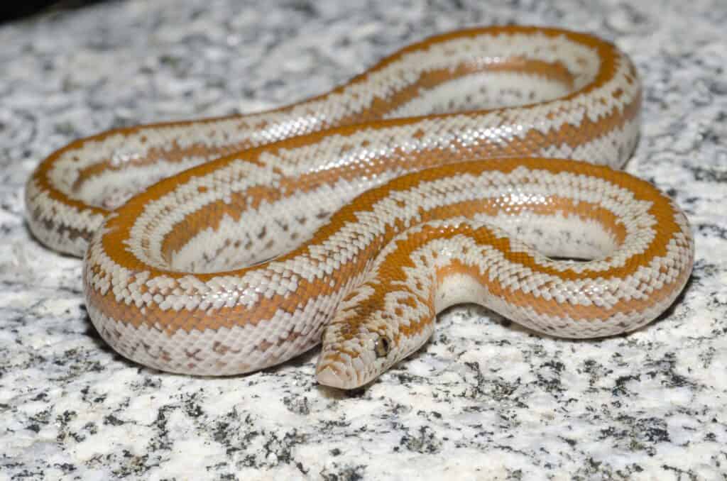 rosy boa