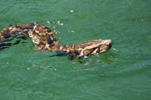 Watch A Behemoth Python Invade A Florida Pool And Refuse To Leave Picture